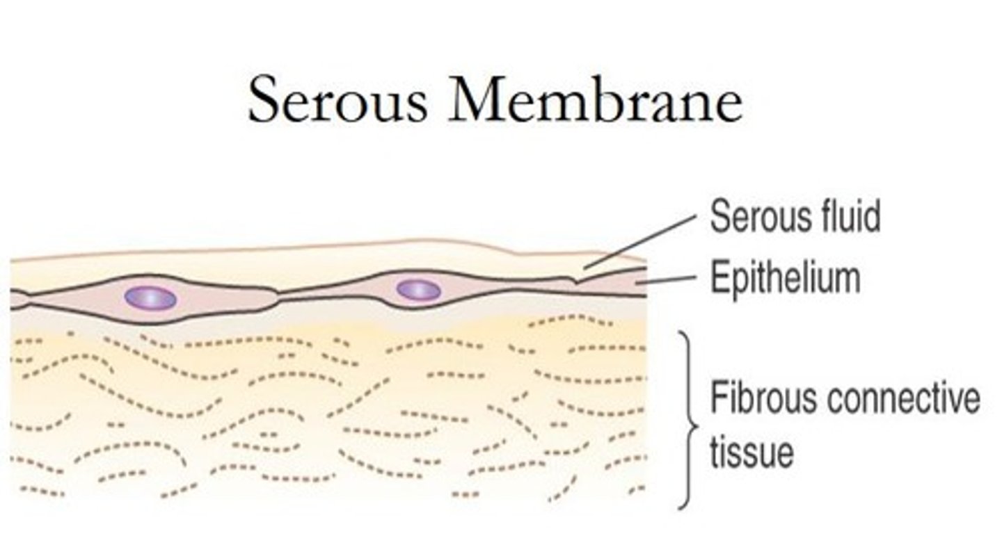 <p>Membranes that line cavities not open to the external environment.</p>