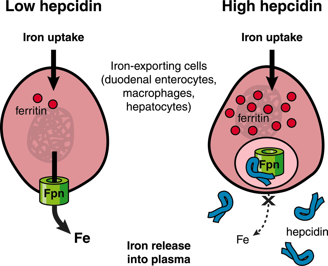 <p><strong>Binds to ferroportin, inactivating it</strong></p><p><span style="color: red"><strong>Increases </strong></span>when body has adequate Fe stores →<span style="color: yellow">decreasing Fe absorption and decreasing release from cells</span></p><p><span style="color: red">Decreases</span> when Fe stores drop → <span style="color: yellow">Increasing release from cells.</span></p><p><strong>****Hepcidin binds to ferroportin and inactives it.  If ferroportin is inactive, there is no way for Fe to get out of the cell.  When the body has plenty of Fe, The liver increases hepcidin, decreasing Fe absorption and decreasing the release of of Fe from cells</strong>****</p>