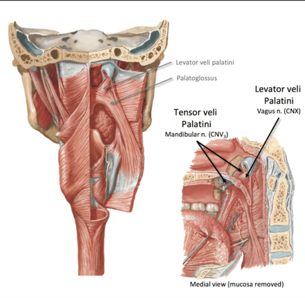 <p>"pharyngeal phase"</p><p>-breathing pauses</p><p>-soft palate activates</p><p>--Lifts (levator veli palatini)</p><p>--Tenses (tensor veli palatini)</p><p>--closes passage between oro and naso pharynxes</p>