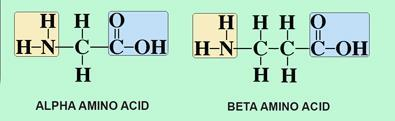 <ul><li><p>Alpha amino acids are common and beta amino acids only exist in plants.&nbsp;</p></li><li><p>Beta amino acids do not naturally occur in proteins</p></li></ul><p></p>