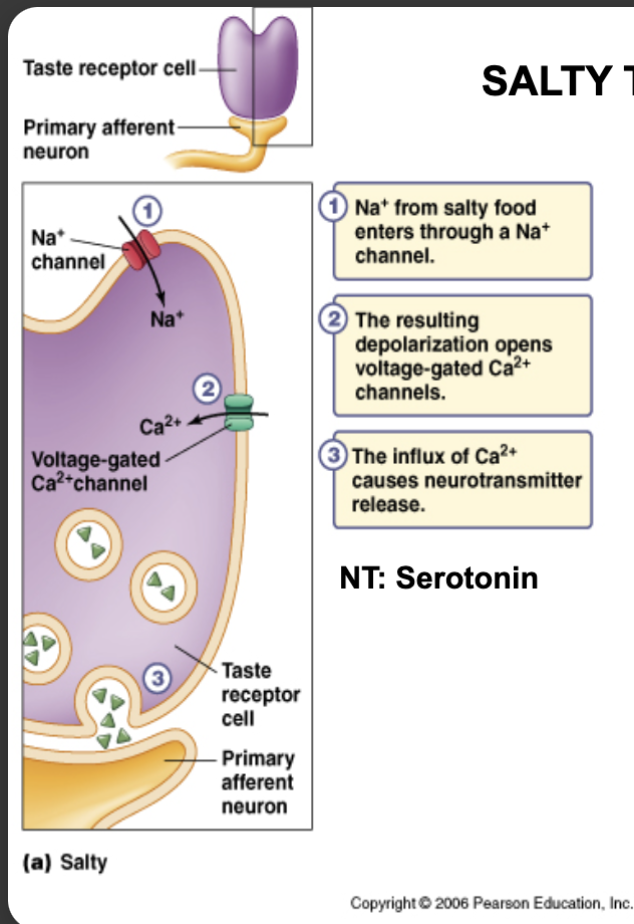 <ul><li><p>Na+ through ion channel, depolarization, opens Ca2+ channels</p><ul><li><p>NT: serotonin</p><p></p></li></ul></li></ul><p></p>