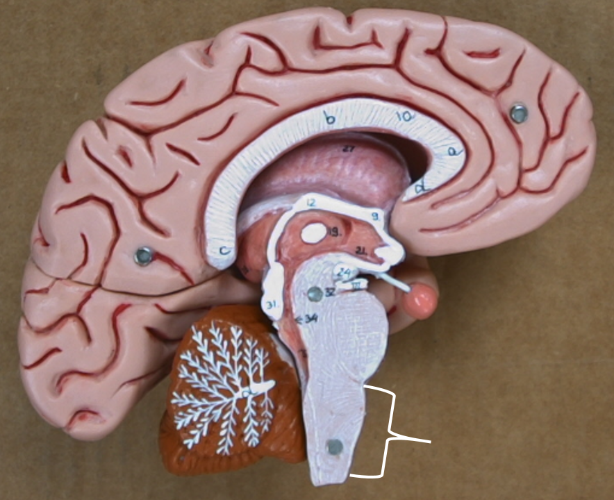 <p>medulla oblongata</p>