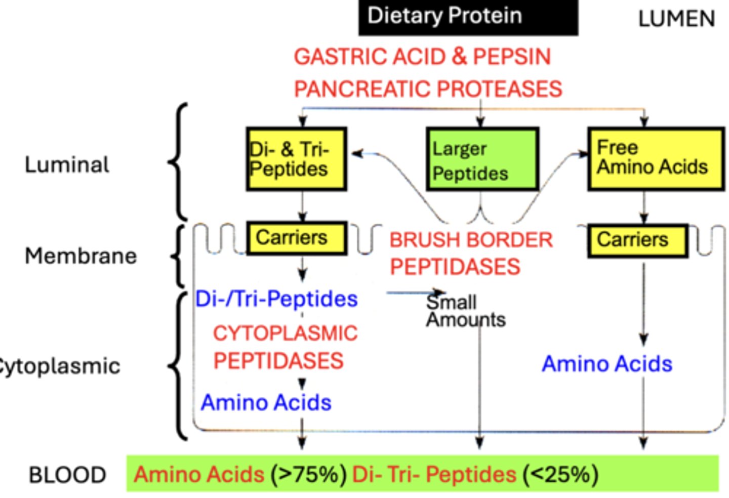 <p>distinguished into 3 types based on the Site of Digestion:</p><p>1. Luminal (cavital) Digestion</p><p>2. Membrane (contact) Digestion</p><p>3. Cytoplasmic digestion</p>