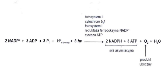 <p>2:3 (redukcji 1 cz. NADP<sup>+</sup> towarzyszy synteza 1,5 cz. ATP)</p>