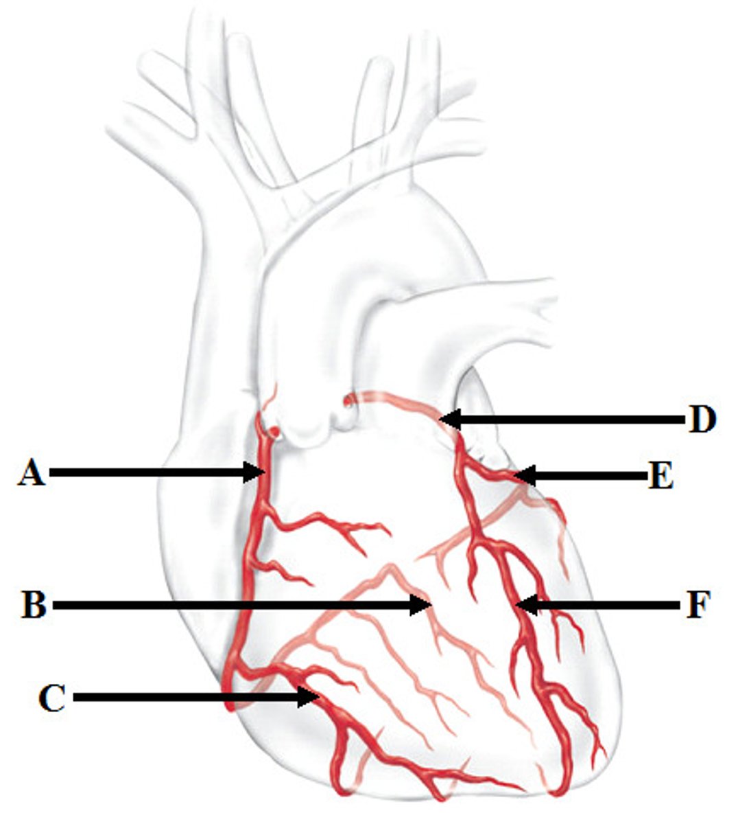 <p>Branches of the left coronary artery</p>