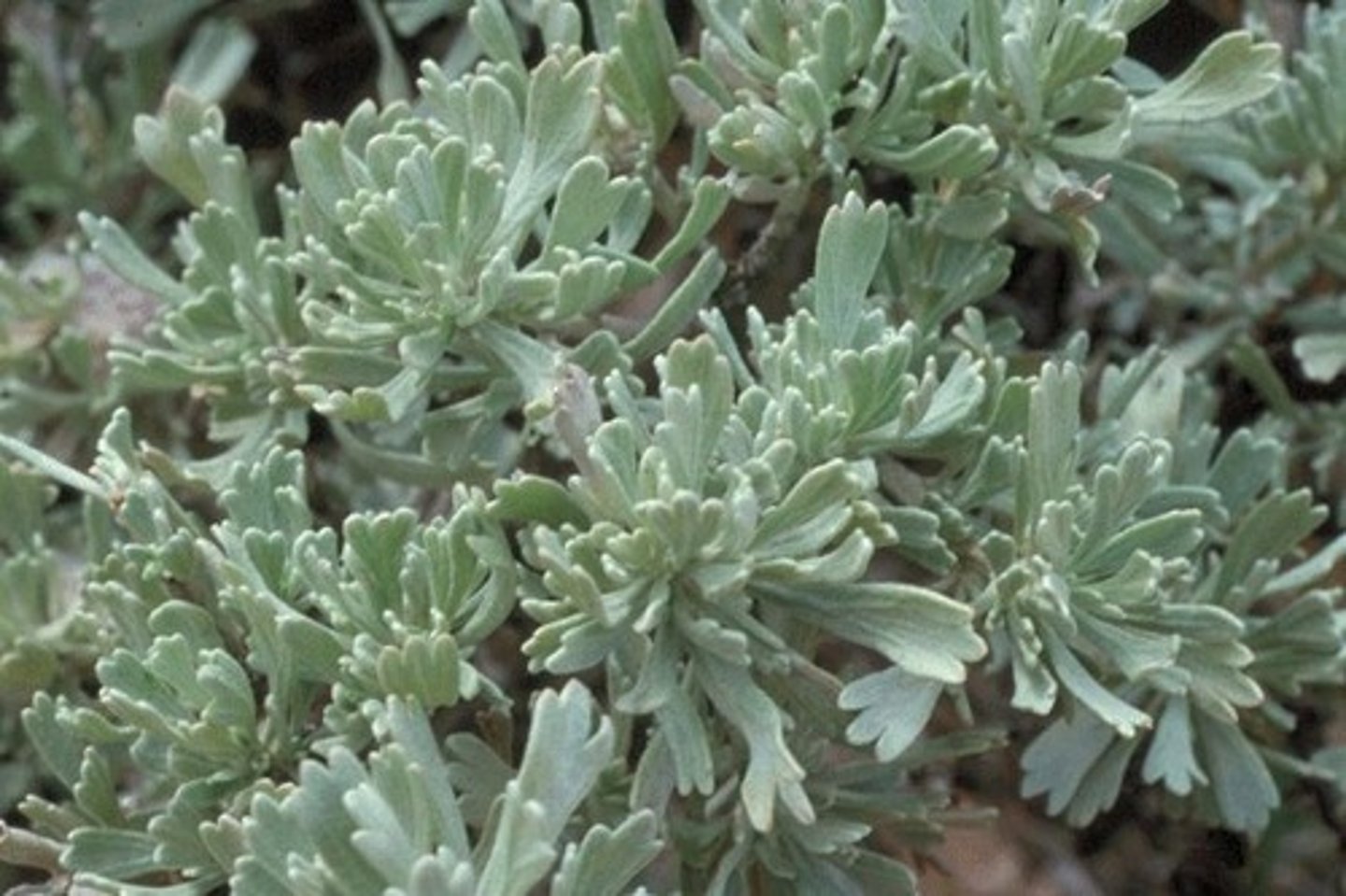 <p>-Leaves simple, tridentate (3 toothed/lobed) and fuzzy </p><p>-Strong “sage” odor, silvery, hairy and wedged shaped leaves </p>