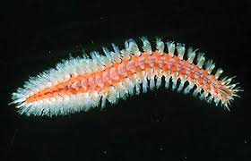 <p>These annelids have hollow, brittle setae that contain neurotoxins, and they feed on cnidarians</p>