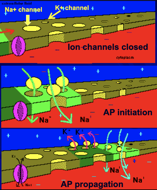 term image