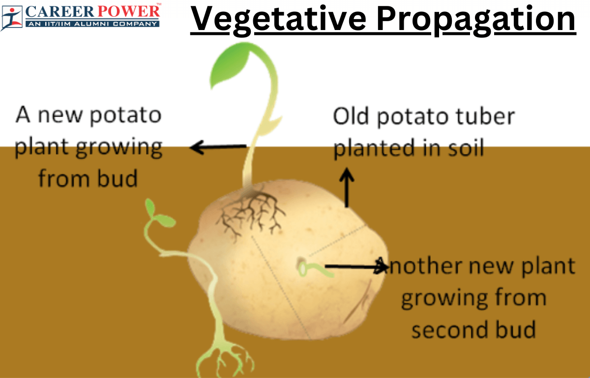 <p>enlarged part of an underground stems that contains stored food</p>