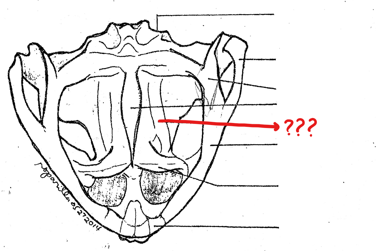 <p>diamond-shaped bone anterior to the fronto-parietals</p>