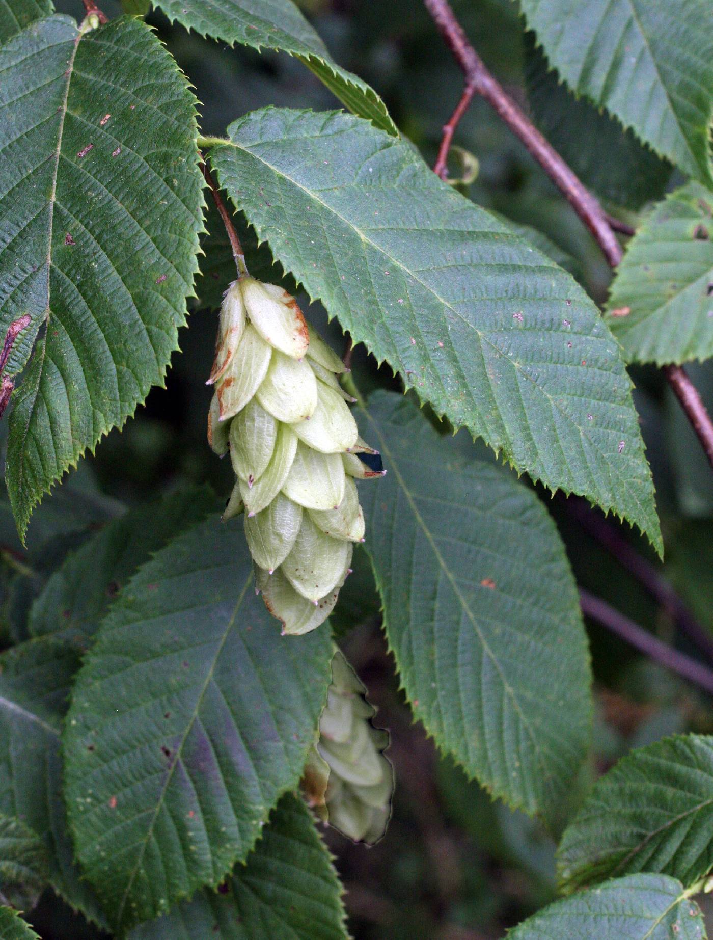 <p>Name this tree (scientific + common name)</p>