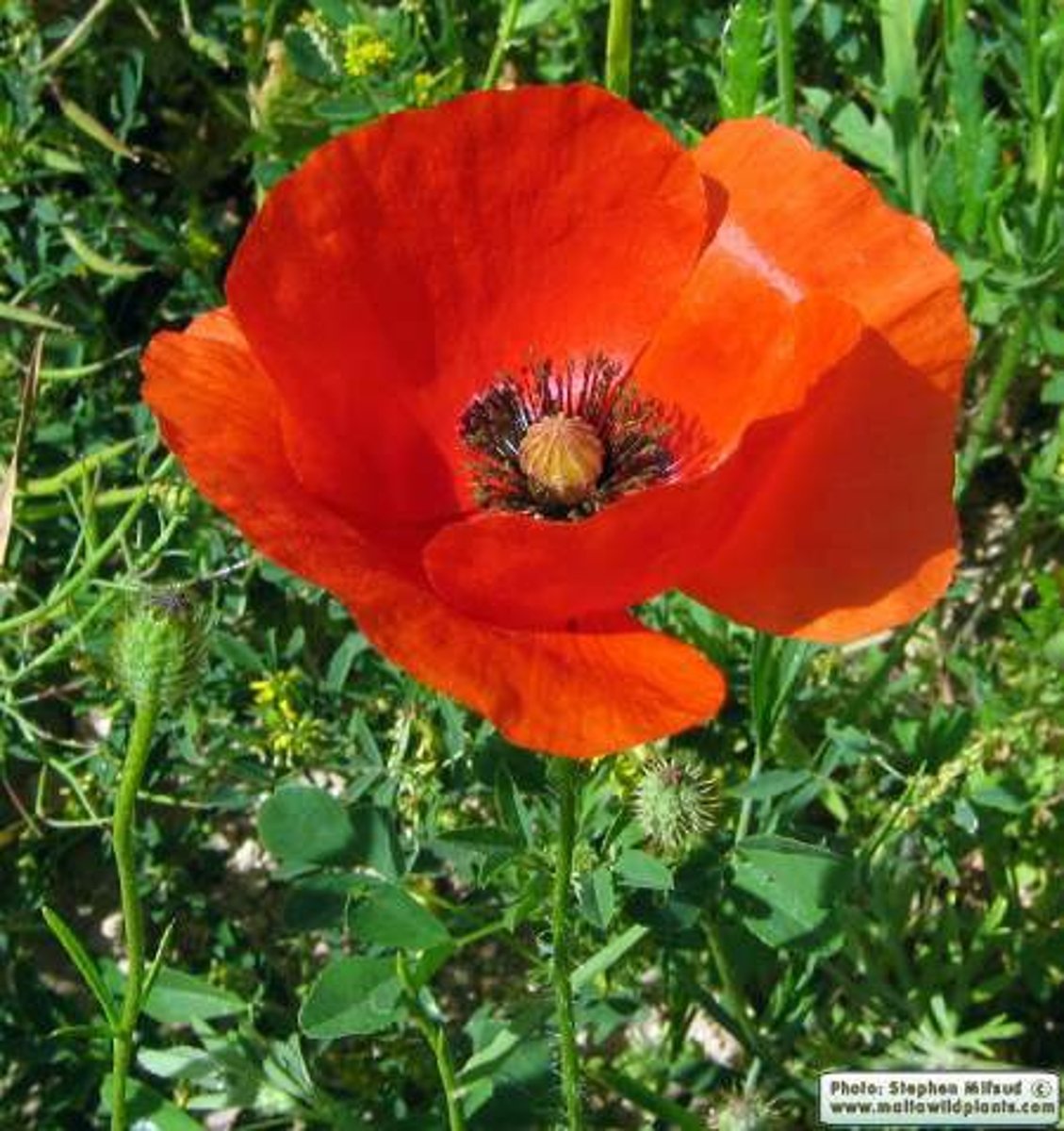 <p>Papaverfamilie</p>