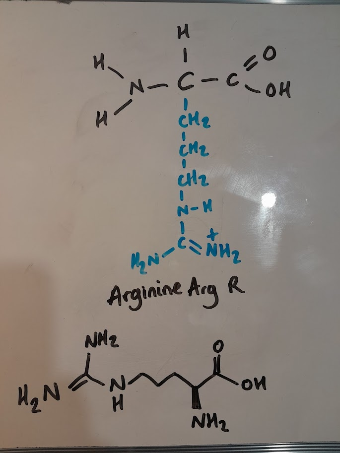 <ul><li><p>Arg</p></li><li><p>R</p></li><li><p>positively charged&nbsp;</p></li><li><p>basic</p></li></ul><p></p>