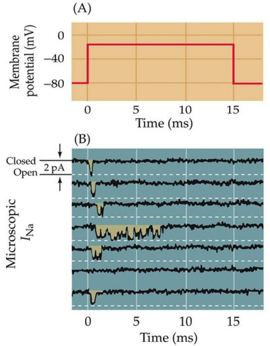 <p>Currents increase with depolarization as more channels open and decrease as the voltage approaches the equilibrium potential.</p>