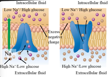<ol><li><p>Sodium moves down its chemical gradient, moving into the cell</p></li><li><p>Glucose transport is coupled , moving into the cell up its concentration gradient</p></li></ol><p>Movement is electrogenic (positive charge movement into the cell)</p><p></p>