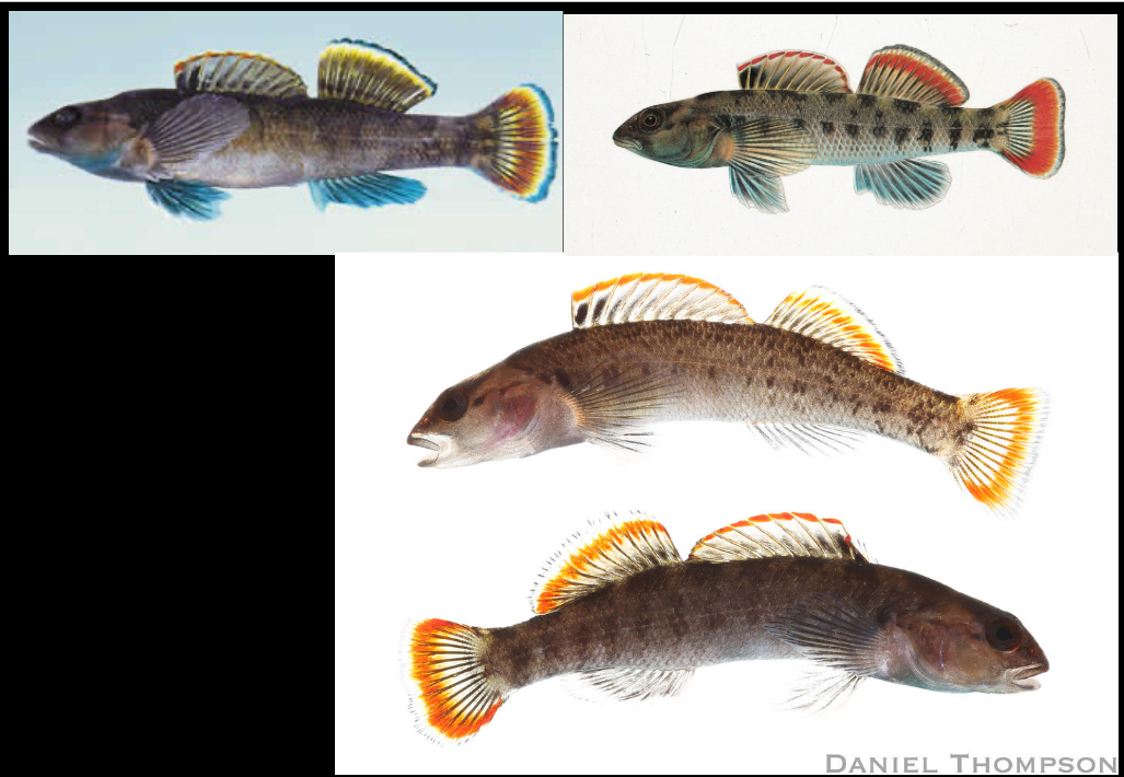<p>Natural History Facts for Etheostoma etowahae a.k.a Etowah Darter </p>