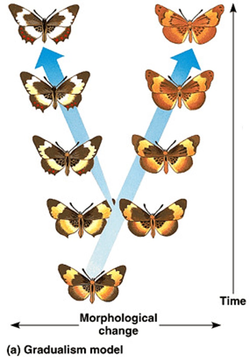 <p>the hypothesis that evolution proceeds chiefly by the accumulation of gradual changes</p><p>-classic darwinian view</p><p>-generally slow, constant change</p><p>-distinction among fossil species fairly arbitrary</p><p>-appear to sketchiness of fossil record to explain gaps</p><p>-does not claim that all change will be gradual, only that this is a predominant pattern</p>