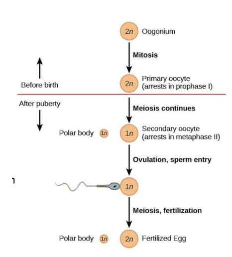 <ul><li><p><span style="background-color: transparent;"><span>process that begins before birth and stalls until puberty&nbsp;</span></span></p></li><li><p><span style="background-color: transparent;"><span>in fetus&nbsp;</span></span></p><ul><li><p><span style="background-color: transparent;"><u><span>oogonium</span></u><span> (stem cell) → </span><u><span>primary oocyte&nbsp;</span></u></span></p></li><li><p><span style="background-color: transparent;"><span>primary oocytes stalls before first division until puberty</span></span></p></li></ul></li><li><p><span style="background-color: transparent;"><span>after puberty during ovarian cycle</span></span></p><ul><li><p><span style="background-color: transparent;"><span>primary oocyte → </span><u><span>secondary oocyte</span></u></span></p></li><li><p><span style="background-color: transparent;"><span>secondary oocyte arrests before second division until after ovulation, and will only produce an </span><u><span>ovum</span></u><span> when sperm attaches to oocyte&nbsp;</span></span></p></li></ul></li></ul><p></p>