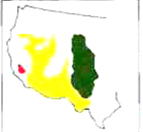 <p>Which 2 species fit the following habitat and management concerns?</p><p><br>Habitat: Shrub-steppe, arid, and semiarid desert habitats of the Southwest US; ground cover often <20%</p><p>Management issues: Fur bearer (not in CA); potential to help control rodent + other pest spp. in ag or urban areas. San Joaquin ssp. endangered </p>