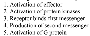 <p>Arrange the events in the pathway activated by G - protein - coupled receptors (GPCRs) in the correct order</p>