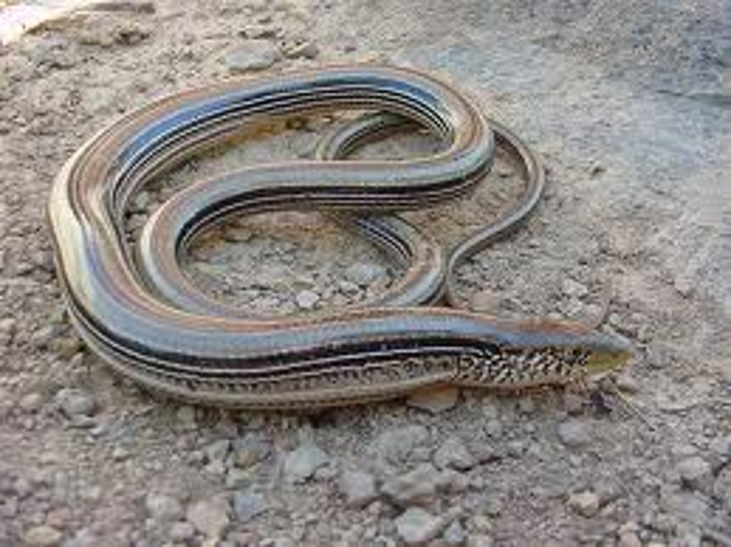 <p>thin, slim; weak, fragile, delicate</p>