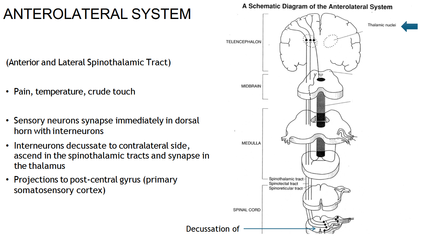 <p>Where does the spinothalamic (AnteroLateral) tract start?</p>