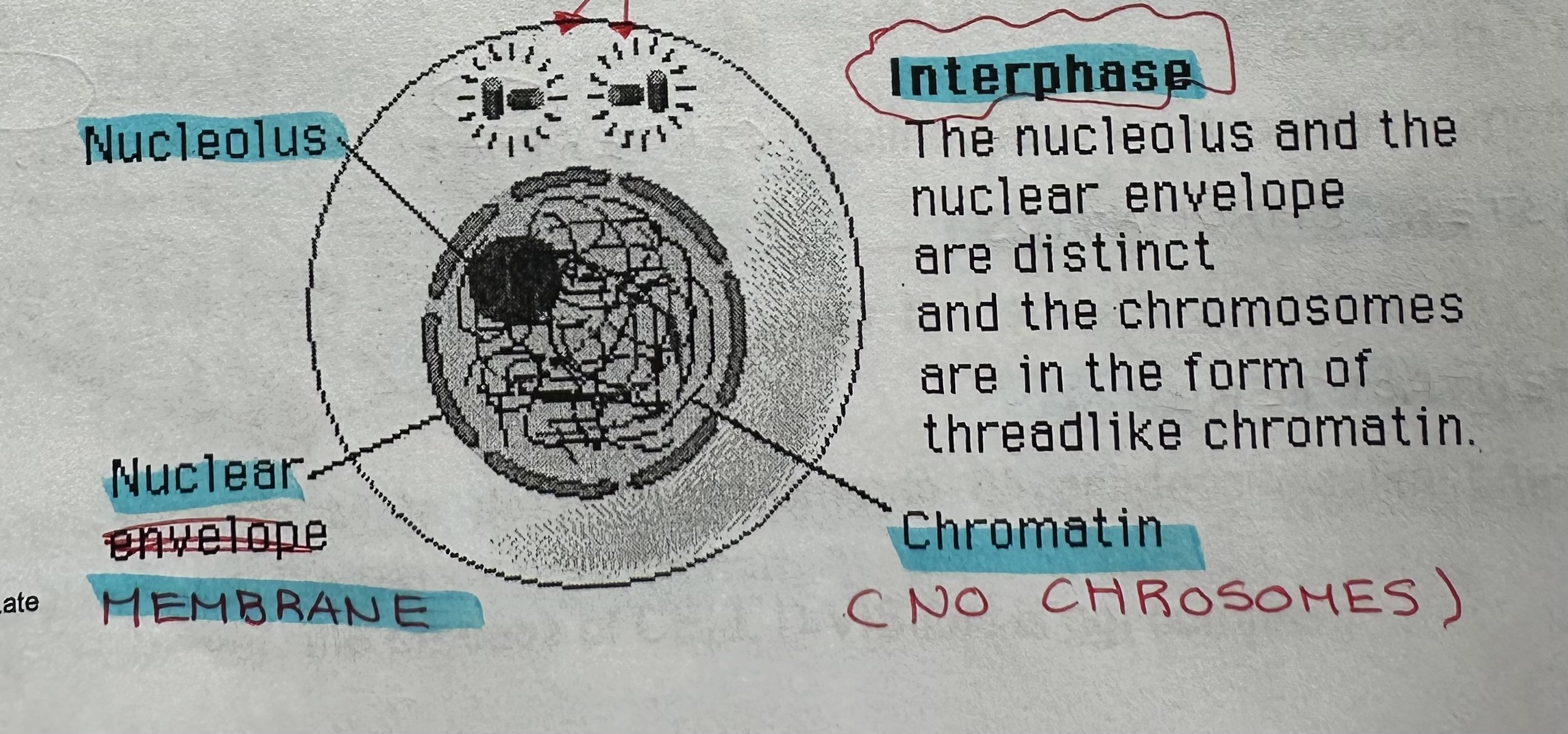 <p>Period in cell cycle BETWEEN CELL DIVISIONS (Mitosis). Active period in cell’s life DNA replication, cell parts are made, and most of cell growth are during interphase.</p>
