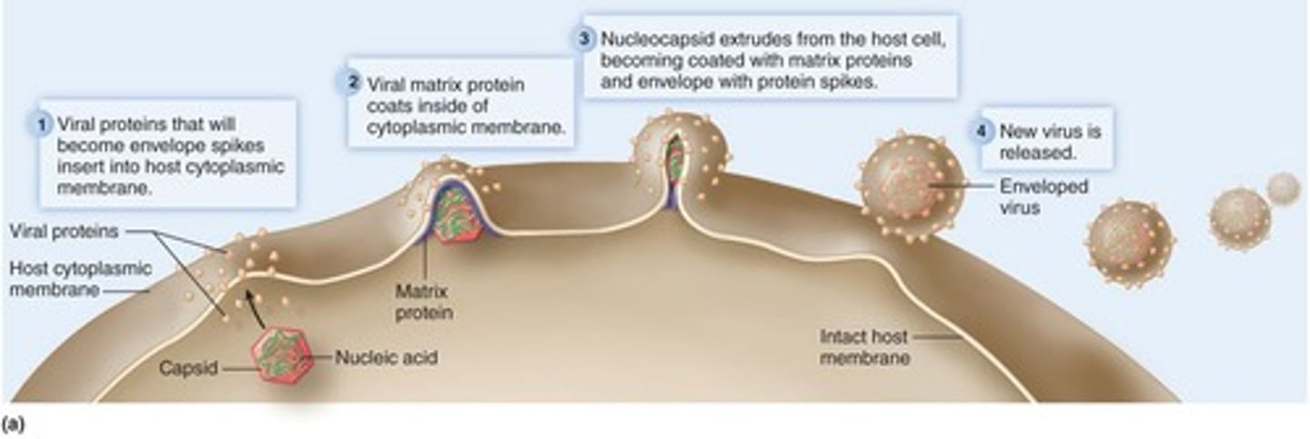 <p>By budding, acquiring the envelope from the plasma membrane.</p>