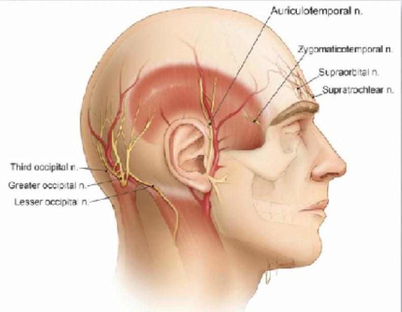 <p>sensory innervation to:</p><ul><li><p>External auditory meatus</p></li><li><p>Skin of anterior aspect of temple</p></li><li><p>Skin of the auricle</p></li></ul><p></p>