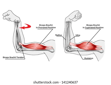 <p> Elbow flexion & supination.</p>
