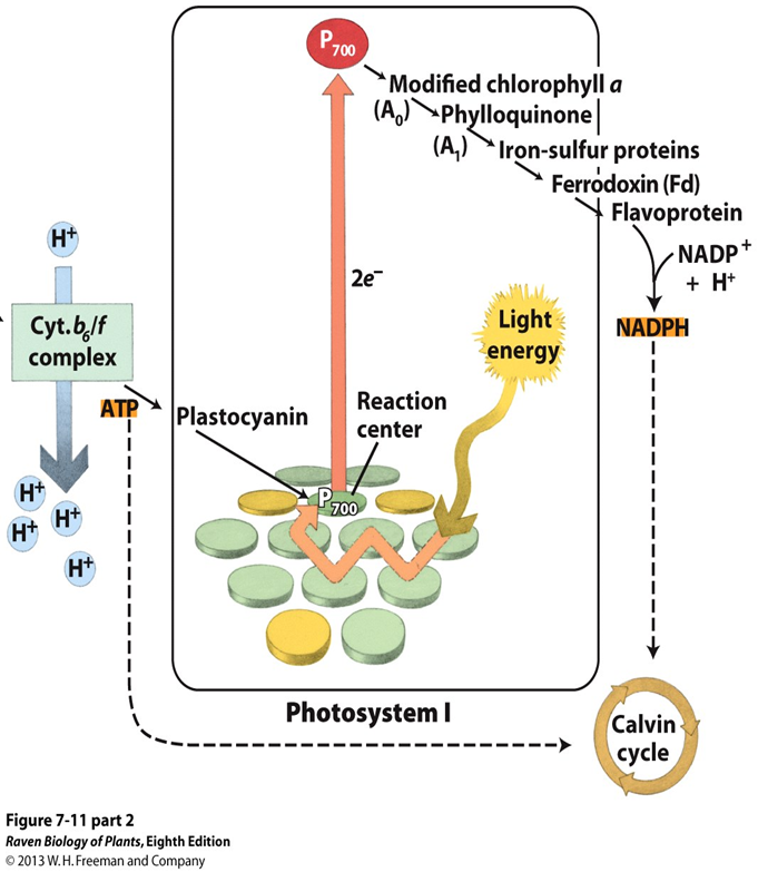 <p>P 700 pigment, contains nearly as much chlorophyll <em>b</em> as <em>a</em></p><ol><li><p>light energy causes resonance in pigments in antenna complex</p></li><li><p><span style="color: rgb(255, 0, 0);"><strong>P 700 pigment </strong></span>in reaction center excites, ejects e<sup>-</sup>&nbsp;into a second ETC (Ferrodoxins, etc) and deposits NADP+</p></li><li><p>NADP+ is reduced to <span style="color: rgb(255, 0, 0);"><strong>NADPH</strong></span></p></li><li><p>lost e<sup>-</sup>&nbsp;is replaced by electrons carried from&nbsp;<span style="color: rgb(255, 0, 0);"><strong>Cytochrome <em>b<sub>6</sub>/f</em> Complex</strong></span></p></li></ol><p></p>