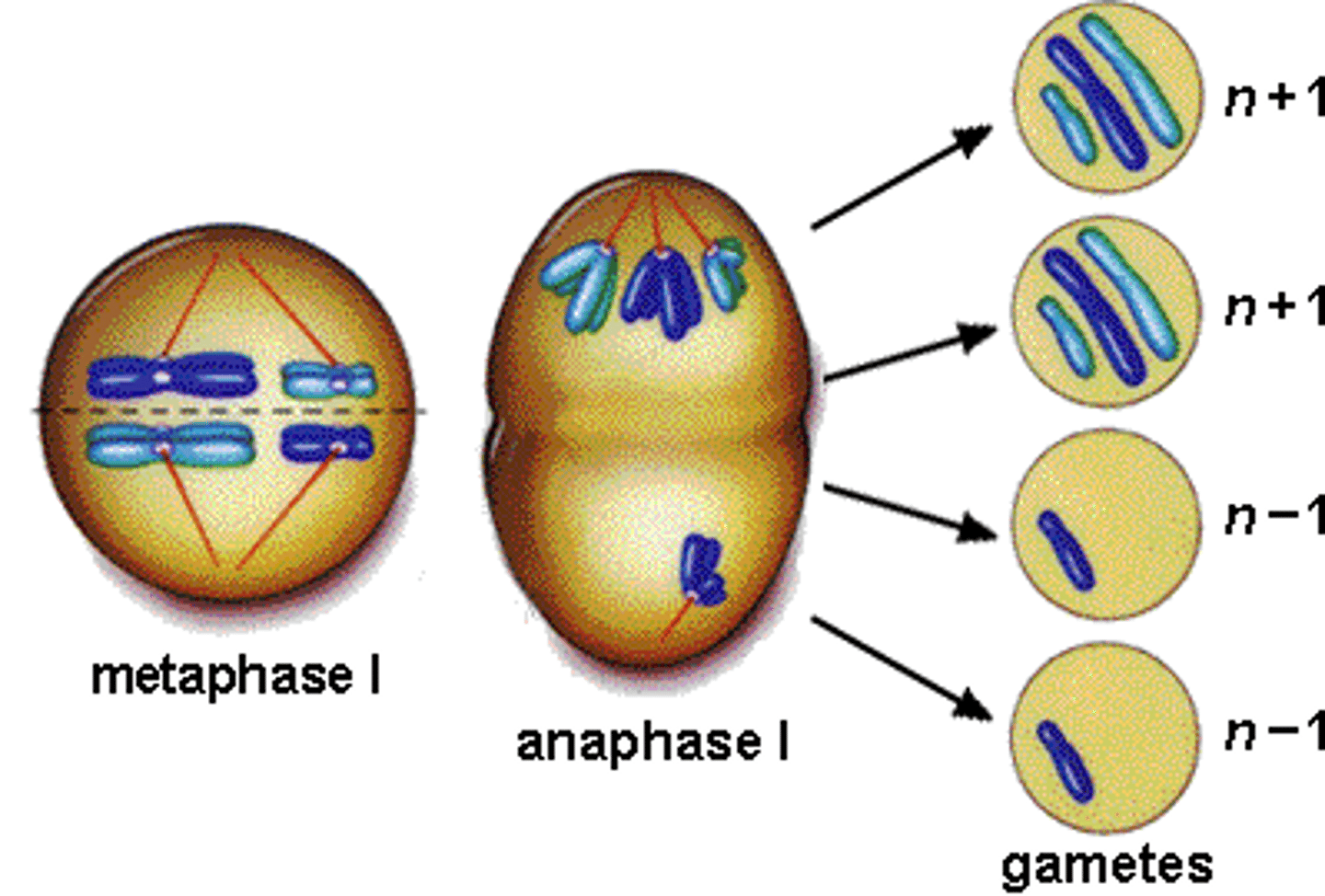 <p>In meiosis when segregation of chromosomes does not occur properly and one germ cell receives one extra chromosome and the other one is missing.</p>