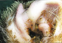 <p><span style="font-family: Calibri, sans-serif;"><strong><span>Otodectes Cynotis AKA Ear Mite</span></strong></span></p><p><span style="font-family: Calibri, sans-serif;"><strong><span>Cats, dogs</span></strong></span></p><p></p><p><span><span>-</span></span><span style="font-family: "Times New Roman"; line-height: normal; font-size: 7pt;"><span>&nbsp;&nbsp;&nbsp;&nbsp;&nbsp;&nbsp;&nbsp; </span></span><span><span>Infection</span></span></p><p class="MsoListParagraphCxSpMiddle"><span style="font-family: "Courier New";"><span>o</span></span><span style="font-family: "Times New Roman"; line-height: normal; font-size: 7pt;"><span>&nbsp;&nbsp; </span></span><span><span>Direct contact – esp during nursin</span></span></p><p class="MsoListParagraphCxSpMiddle"><span style="font-family: "Courier New";"><span>o</span></span><span style="font-family: "Times New Roman"; line-height: normal; font-size: 7pt;"><span>&nbsp;&nbsp; </span></span><span><span>Indirect – can surivive in env 2w</span></span></p><p class="MsoListParagraphCxSpLast"><span><span>-</span></span><span style="font-family: "Times New Roman"; line-height: normal; font-size: 7pt;"><span>&nbsp;&nbsp;&nbsp;&nbsp;&nbsp;&nbsp;&nbsp; </span></span><span><span>c/signs</span></span></p><ul><li><p class="MsoListParagraphCxSpLast">Caused by hypersensitivity to saliva —> ITCHY<br>Eggs —> Embryonated egg —> Larvae</p></li><li><p class="MsoListParagraphCxSpLast"><br>Tx: Selamectin, 1-2 monthly treatments</p></li><li><p class="MsoListParagraphCxSpLast">Rarely infests humans</p></li></ul><p></p>