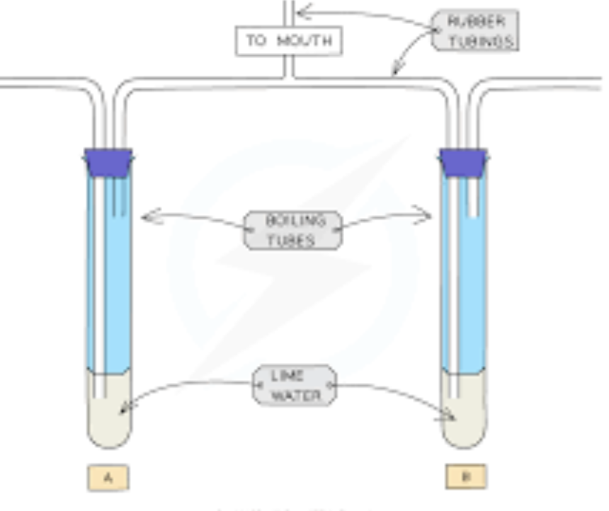<p>limewater test </p><p></p><p>breathe into the limewater and it should turn cloudy if carbon dioxide is present </p>
