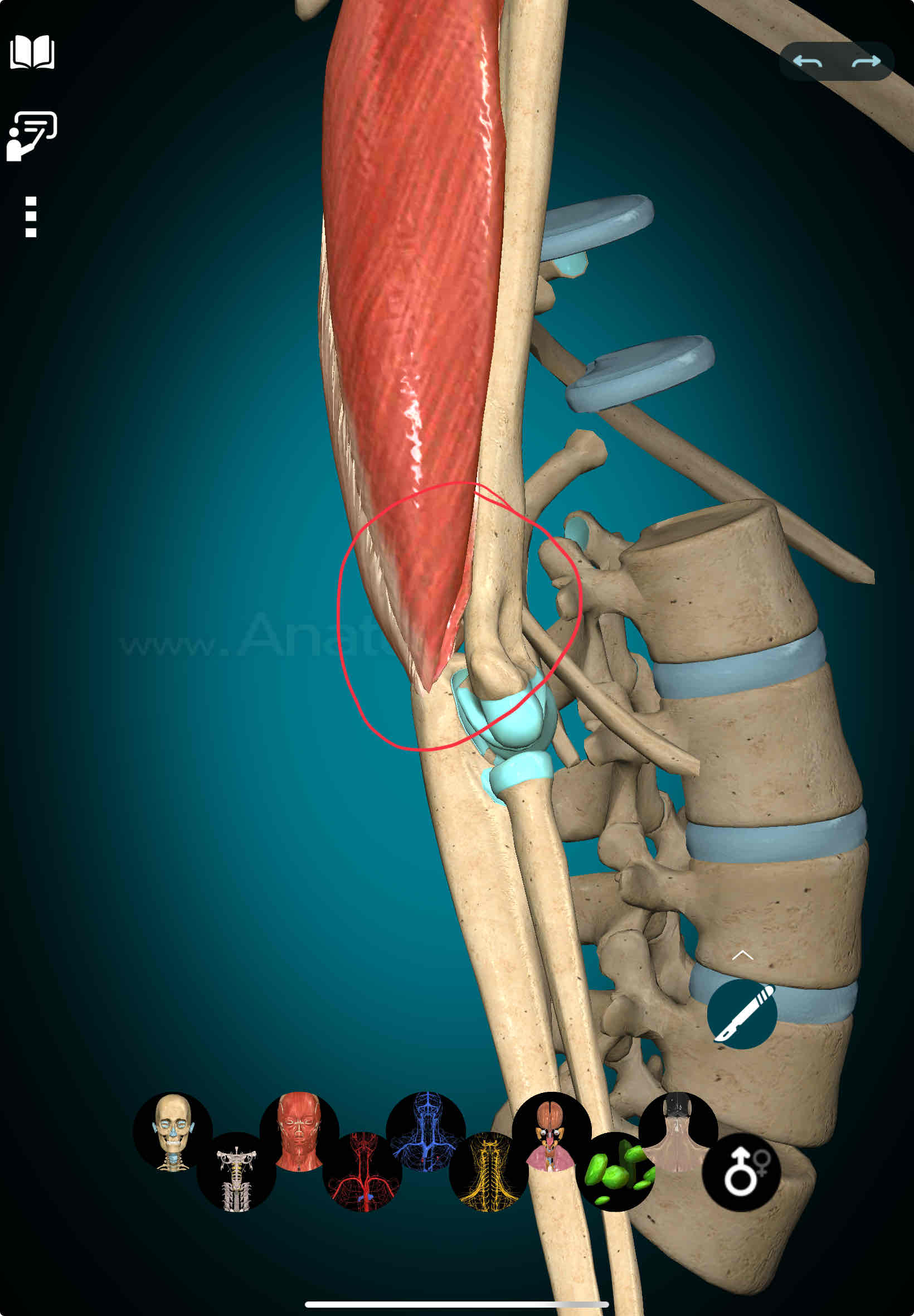 <p>Triceps Brachii Insertion</p>