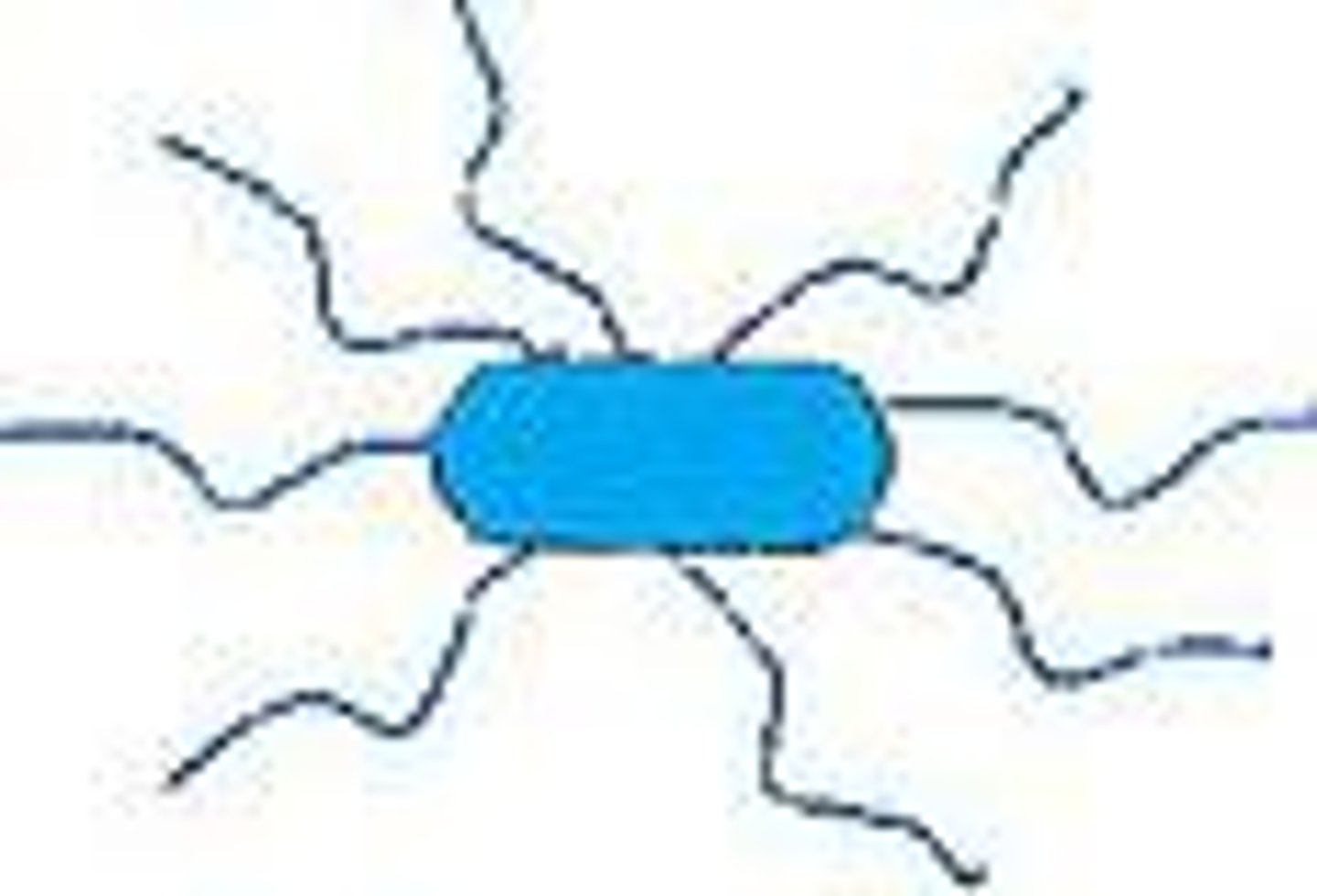 <p>Flagella dispersed randomly over the surface of the cell</p>