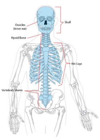 <p><span style="background-color: transparent;">Everything in the midline</span></p><ul><li><p><span style="background-color: transparent;">Cranium</span></p></li><li><p><span style="background-color: transparent;">Mandible</span></p></li><li><p><span style="background-color: transparent;">Hyoid</span></p></li><li><p><span style="background-color: transparent;">Sternum</span></p></li></ul><p></p>