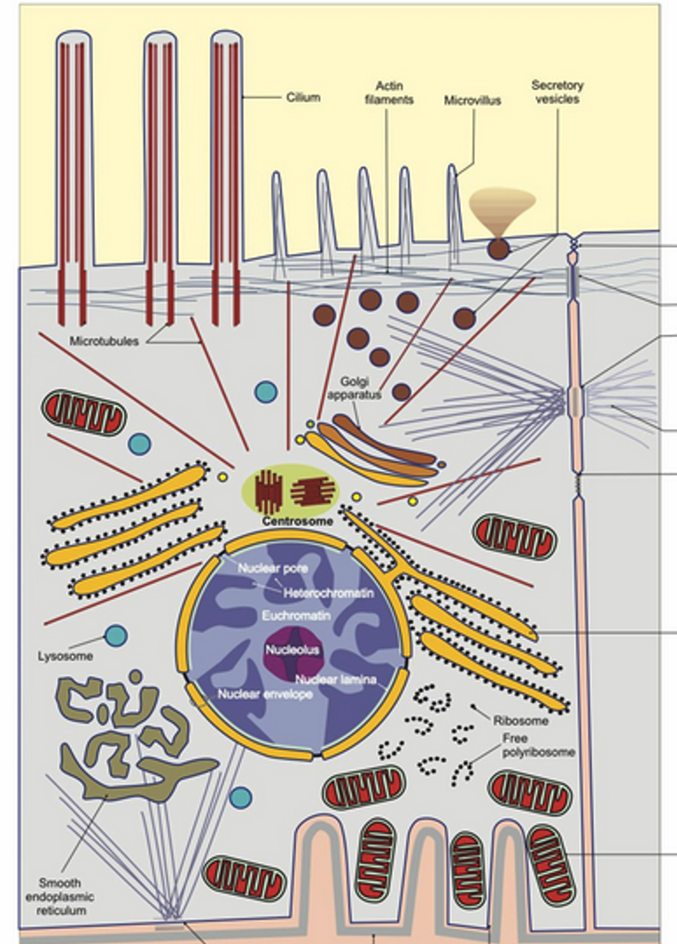 <p>Examples of cell structures include <strong><em><em></em></strong></em>__.</p>