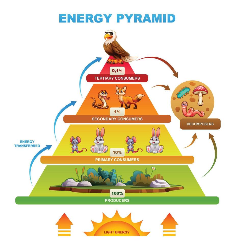 <p><span>a diagram that represents the flow of energy from one trophic level to the next in an ecosystem</span></p>