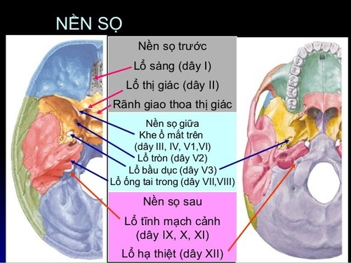 <p>C. lỗ tròn </p>
