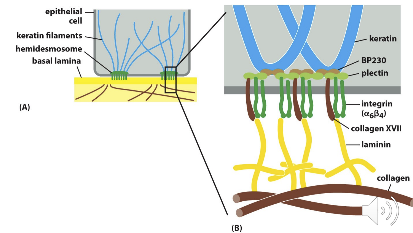 <p>Anchors intermediate filaments in a cell to extracellular matrix</p><p>adhesion proteins</p><ul><li><p>Integrin a6B4 + Collagen XVII</p></li></ul><p>adaptor proteins</p><ul><li><p>BP230 + Plectin</p></li></ul><p></p>