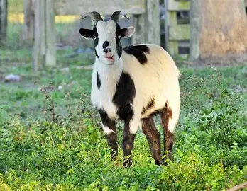 <p><span style="color: rgb(2, 1, 1);"><span>Origin: Tennessee</span></span><span style="color: rgb(2, 1, 1);"><br></span><span style="color: rgb(2, 1, 1);"><span>Color: Multicolored</span></span><span style="color: rgb(2, 1, 1);"><br></span><span style="color: rgb(2, 1, 1);"><span>Ears: Airplane ears</span></span><span style="color: rgb(2, 1, 1);"><br></span><span style="color: rgb(2, 1, 1);"><span>Horns: Horned</span></span><span style="color: rgb(2, 1, 1);"><br></span><span style="color: rgb(2, 1, 1);"><span>Traits: Meat-production</span></span><span style="color: rgb(2, 1, 1);"><br></span><span style="color: rgb(2, 1, 1);"><span>Large frame and heavy muscled</span></span><span style="color: rgb(2, 1, 1);"><br></span><span style="color: rgb(2, 1, 1);"><span>Inherited condition: When frightened or excited, their muscles stiffen or "lock up" and they fall over and lie very</span></span><span style="color: rgb(2, 1, 1);"><br></span><span style="color: rgb(2, 1, 1);"><span>still for a few seconds. They do not lose consciousness.</span></span></p>