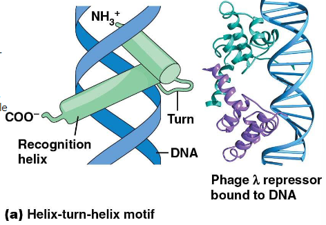 <ul><li><p>herkenninghelix: bindt een specifieke DNA seq in de grote groeve van de dubbele helix</p></li><li><p>tweede helix: stabiliseert de configuratie door hydrofobe interacties met de herkenningshelix</p></li></ul><p></p>