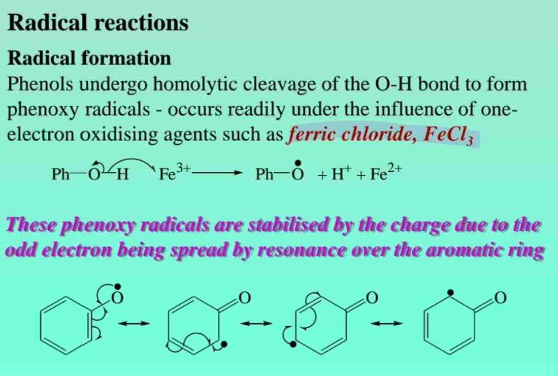 <p><span>Forms phenoxy radicals, stabilized by resonance.</span></p>