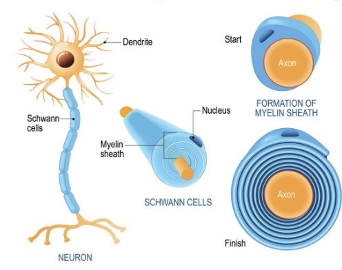 <p>Collection of surrounding membrane on axon</p><p>→ One of the factors which affect speed of action potential</p><p>It speeds up nerve impulses by allowing action potentials to “jump” from one node of Ranvier to another, skipping the long process of ion movement under insulated myelin</p>