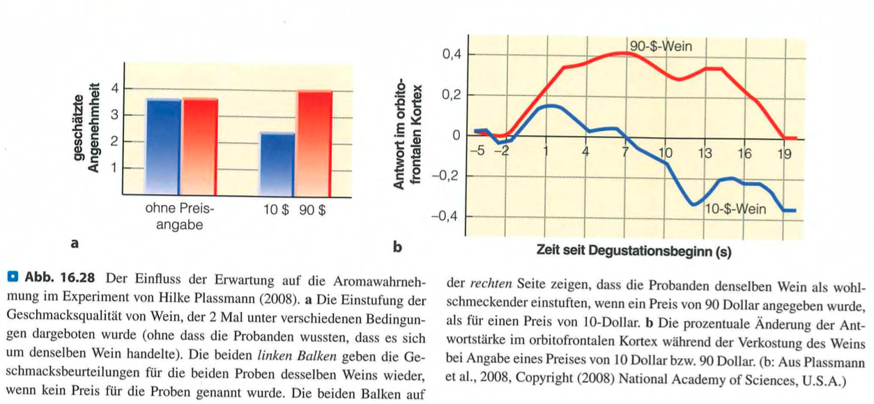 <p><span data-name="check_mark_button" data-type="emoji">✅</span> <strong>Kurzversion:</strong><br><strong>Erwartungen, Preis, Bezeichnungen und visuelle Reize verändern die subjektive Geschmackswahrnehmung und die Aktivität im orbitofrontalen Kortex.</strong> Der gleiche Wein oder Geruch wird anders bewertet, je nach Kontext oder Label.</p><div data-type="horizontalRule"><hr></div><p class=""><span data-name="brain" data-type="emoji">🧠</span> <strong>Langversion:</strong></p><ul><li><p class=""><strong>Plassmann et al. (2008):</strong></p><ul><li><p class=""><strong>Identischer Wein</strong> wurde <strong>besser bewertet</strong>, wenn er als <strong>teurer</strong> angegeben war.</p></li><li><p class="">➜ <strong>Orbitofrontaler Kortex</strong> zeigte <strong>stärkere Aktivierung</strong> → Erwartungen verändern <strong>neuronale Bewertung</strong>.</p></li></ul></li></ul><p class=""></p><ul><li><p class=""><strong>Bezeichnungseffekt:</strong></p><ul><li><p class=""><strong>Gleicher Geruch</strong> als <em>„Cheddar-Käse“</em> vs. <em>„Körpergeruch“</em> → <strong>positivere Bewertung + höhere Aktivität</strong>, wenn positiver Kontext.</p></li></ul></li></ul><p class=""></p><ul><li><p class=""><strong>Visuelle Einflüsse:</strong></p><ul><li><p class=""><strong>Roter Teller</strong> macht Dessert süsser.</p></li><li><p class=""><strong>Blauer Becher</strong> macht Milchkaffee süsser als <strong>weißer</strong>.</p></li><li><p class="">➜ <strong>Farbe</strong> beeinflusst Geschmackseindruck.</p></li></ul></li></ul><p class=""></p><ul><li><p class=""><strong>Formeffekte:</strong></p><ul><li><p class=""><strong>Weinglas-Form</strong> verändert <strong>Geschmackswahrnehmung</strong>, obwohl der Wein identisch ist.</p></li></ul></li></ul><p class=""></p><p class=""><span data-name="repeat" data-type="emoji">🔁</span> <strong>Fazit:</strong><br><strong>Top-down-Faktoren wie Preis, Erwartung, Farbe, Sprache und Kontext modulieren Aromaerleben</strong> – sowohl <strong>subjektiv</strong> als auch <strong>neurologisch</strong>.</p>
