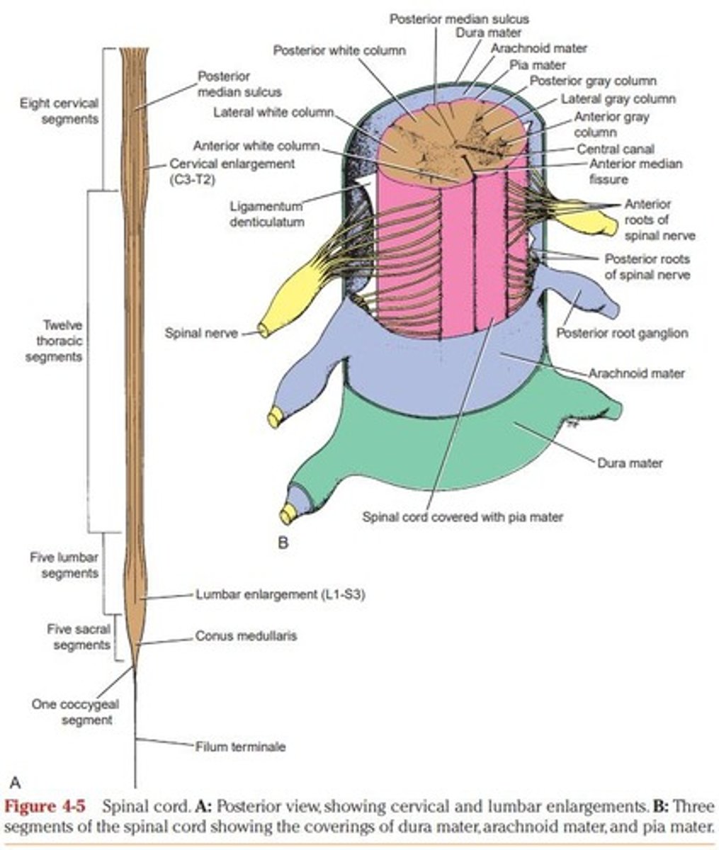 <p>The spinal cord is surrounded by three meninges: Dura, Arachnoid, and Pia.</p>