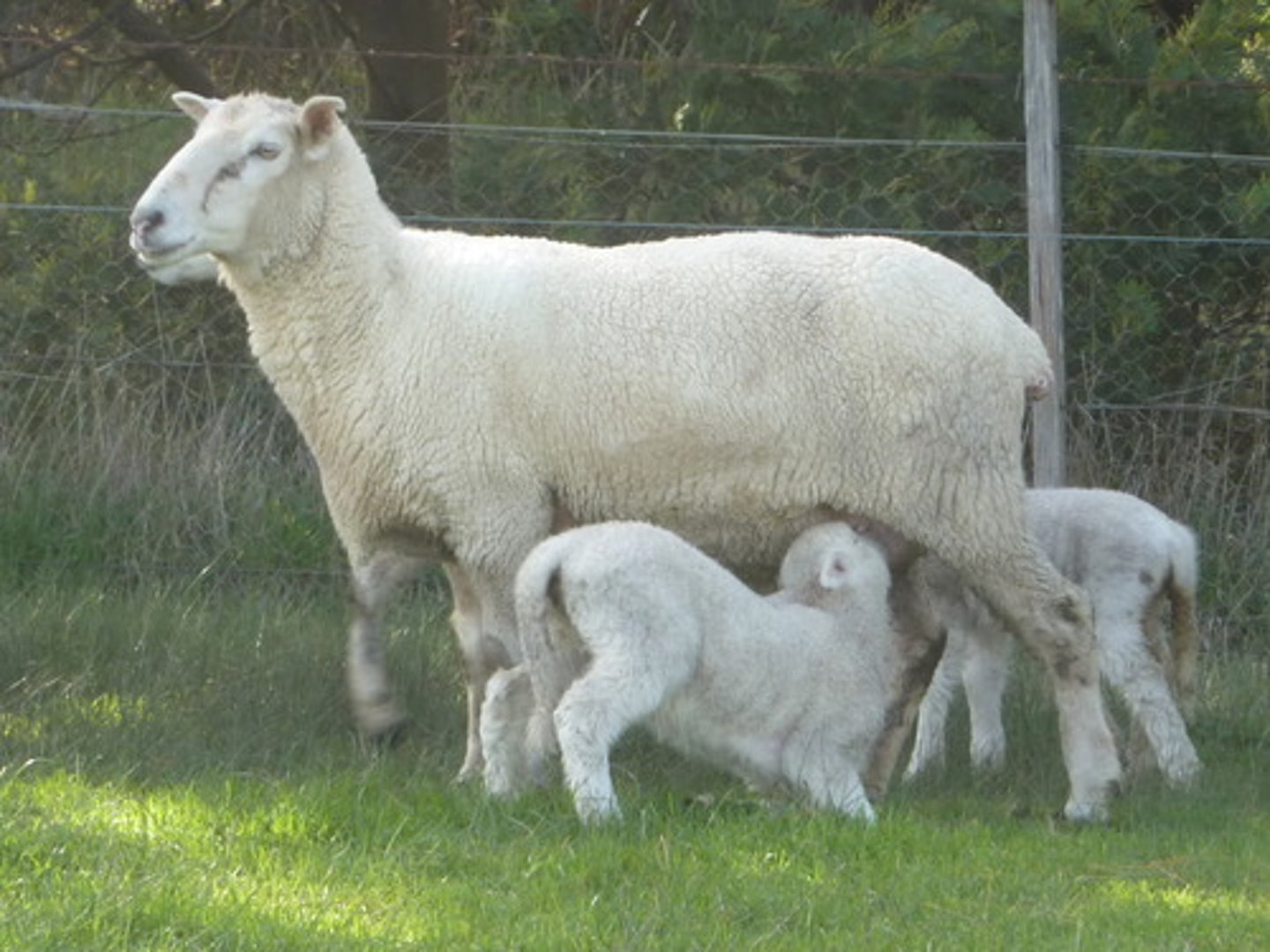 <p>A female sheep. (cừu cái)</p>