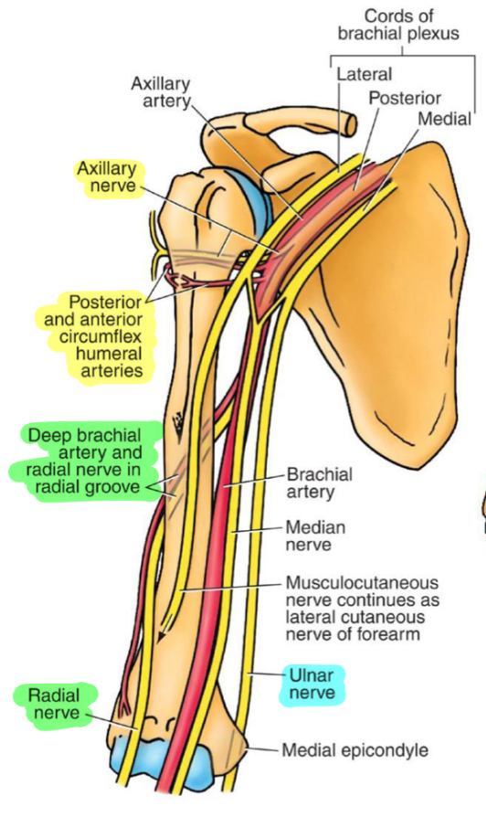 <p>1- axillary nerve and anterior/posterior circumflex humeral arteries</p><p>3- ulnar nerve</p><p>5- radial nerve and deep brachial artery</p>