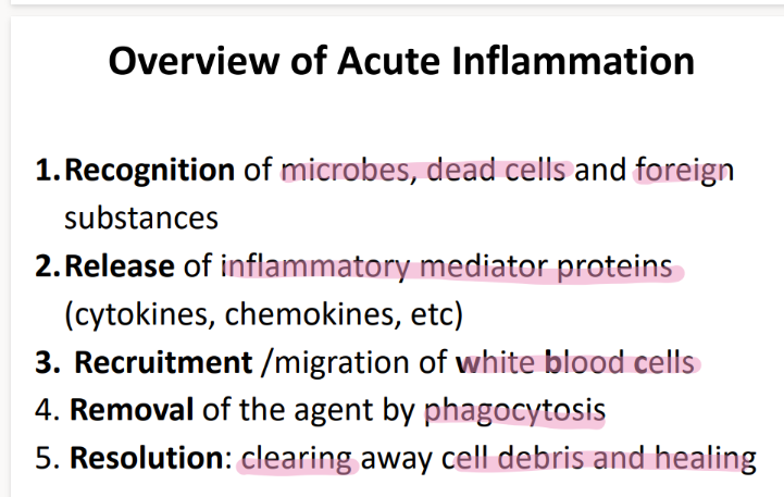 <ol><li><p>recognize foreign/dead cells </p></li><li><p>release cytokines (inflamm mediator pro’s) </p></li><li><p>recruit WBC’s </p></li><li><p>remove bad guy via phagocytosis </p></li><li><p>clear away anything leftover+ heal </p></li></ol><p></p>